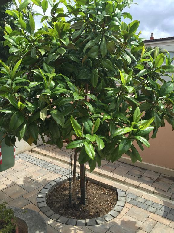 רוביני Apartment Villa Baric 4412 מראה חיצוני תמונה